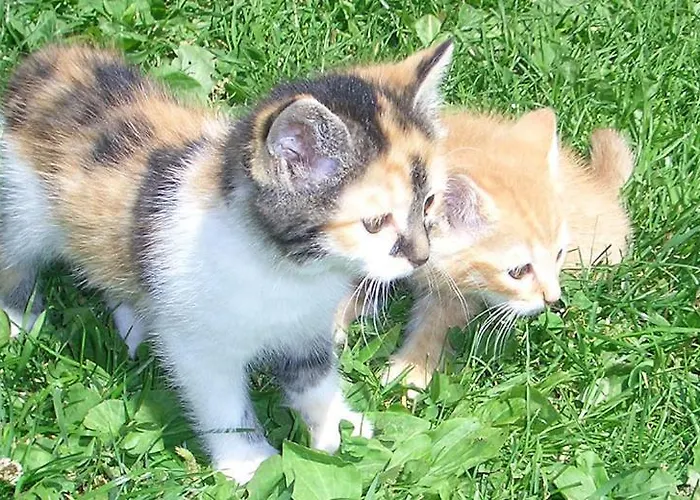 阿格瑞斯莫提酒店 *